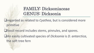 FAMILY: Dicksoniaceae
GENUS: Dicksonia
regarded as related to Cyathea, but is considered more
primitive
fossil record includes stems, pinnules, and spores.
An easily cultivated species of Dicksonia is D. antarctica,
the soft tree fern
 