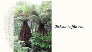 Dicksonia fibrosa
 