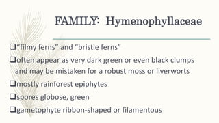 FAMILY: Hymenophyllaceae
“filmy ferns” and “bristle ferns”
often appear as very dark green or even black clumps
and may be mistaken for a robust moss or liverworts
mostly rainforest epiphytes
spores globose, green
gametophyte ribbon-shaped or filamentous
 