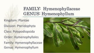 FAMILY: Hymenophyllaceae
GENUS: Hymenophyllum
Kingdom: Plantae
Division: Pteridophyta
Class: Polypodiopsida
Order: Hymenophyllales
Family: Hymenophyllaceae
Genus: Hymenophyllum
 