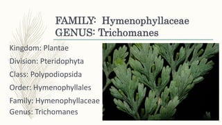 FAMILY: Hymenophyllaceae
GENUS: Trichomanes
Kingdom: Plantae
Division: Pteridophyta
Class: Polypodiopsida
Order: Hymenophyllales
Family: Hymenophyllaceae
Genus: Trichomanes
 