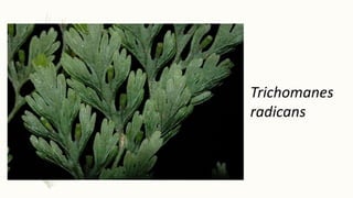 Trichomanes
radicans
 