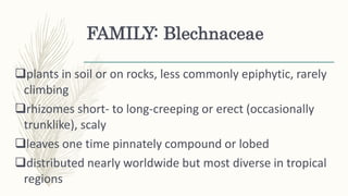 FAMILY: Blechnaceae
plants in soil or on rocks, less commonly epiphytic, rarely
climbing
rhizomes short- to long-creeping or erect (occasionally
trunklike), scaly
leaves one time pinnately compound or lobed
distributed nearly worldwide but most diverse in tropical
regions
 