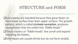 STRUCTURE and FORM
Early leaves are lopsided because they grow faster on
their lower surface than their upper surface. This growth
pattern, which is called circinate vernation, produces
young leaves that are coiled into “fiddle heads.”
These croziers or “fiddle heads” the unroll and expand
revealing the blades.
Fern leaves are usually fertile but do not form strobili.
 