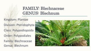 FAMILY: Blechnaceae
GENUS: Blechnum
Kingdom: Plantae
Division: Pteridophyta
Class: Polypodiopsida
Order: Polypodiales
Family: Blechnaceae
Genus: Blechnum
 