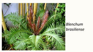 Blenchum
brasiliense
 