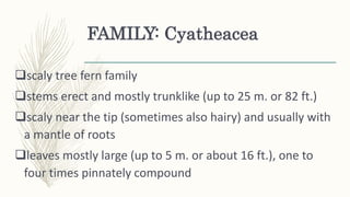 FAMILY: Cyatheacea
scaly tree fern family
stems erect and mostly trunklike (up to 25 m. or 82 ft.)
scaly near the tip (sometimes also hairy) and usually with
a mantle of roots
leaves mostly large (up to 5 m. or about 16 ft.), one to
four times pinnately compound
 