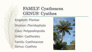 FAMILY: Cyatheacea
GENUS: Cyathea
Kingdom: Plantae
Division: Pteridophyta
Class: Polypodiopsida
Order: Cyatheales
Family: Cyatheaceae
Genus: Cyathea
 