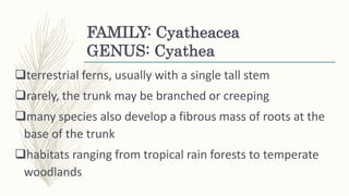 FAMILY: Cyatheacea
GENUS: Cyathea
terrestrial ferns, usually with a single tall stem
rarely, the trunk may be branched or creeping
many species also develop a fibrous mass of roots at the
base of the trunk
habitats ranging from tropical rain forests to temperate
woodlands
 