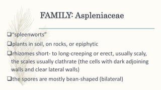 FAMILY: Aspleniaceae
“spleenworts”
plants in soil, on rocks, or epiphytic
rhizomes short- to long-creeping or erect, usually scaly,
the scales usually clathrate (the cells with dark adjoining
walls and clear lateral walls)
the spores are mostly bean-shaped (bilateral)
 