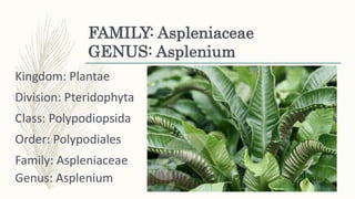 FAMILY: Aspleniaceae
GENUS: Asplenium
Kingdom: Plantae
Division: Pteridophyta
Class: Polypodiopsida
Order: Polypodiales
Family: Aspleniaceae
Genus: Asplenium
 