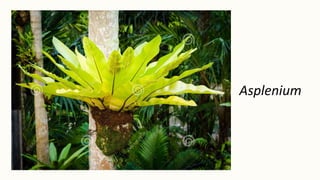 Asplenium
 