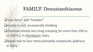 FAMILY: Dennstaedtiaceae
“cup ferns” and “bracken”
mostly in soil, occasionally climbing
rhizomes mostly very long-creeping (to more than 100 m.
or 330 ft.), in Pteridium), hairy
leaves two to four times pinnately compound, glabrous
or hairy
 