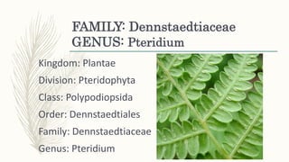 FAMILY: Dennstaedtiaceae
GENUS: Pteridium
Kingdom: Plantae
Division: Pteridophyta
Class: Polypodiopsida
Order: Dennstaedtiales
Family: Dennstaedtiaceae
Genus: Pteridium
 
