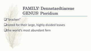 FAMILY: Dennstaedtiaceae
GENUS: Pteridium
“bracken”
noted for their large, highly divided leaves
the world's most abundant fern
 