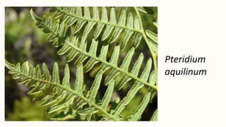 Pteridium
aquilinum
 