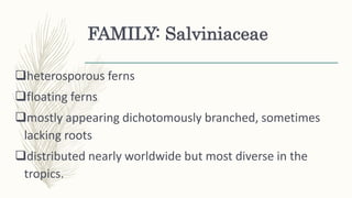 FAMILY: Salviniaceae
heterosporous ferns
floating ferns
mostly appearing dichotomously branched, sometimes
lacking roots
distributed nearly worldwide but most diverse in the
tropics.
 