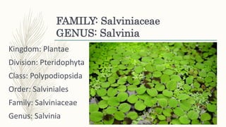 FAMILY: Salviniaceae
GENUS: Salvinia
Kingdom: Plantae
Division: Pteridophyta
Class: Polypodiopsida
Order: Salviniales
Family: Salviniaceae
Genus: Salvinia
 