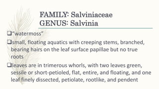 FAMILY: Salviniaceae
GENUS: Salvinia
“watermoss”
small, floating aquatics with creeping stems, branched,
bearing hairs on the leaf surface papillae but no true
roots
leaves are in trimerous whorls, with two leaves green,
sessile or short-petioled, flat, entire, and floating, and one
leaf finely dissected, petiolate, rootlike, and pendent
 