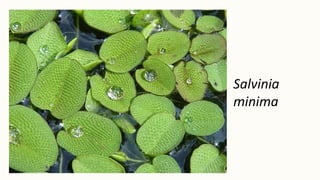 Salvinia
minima
 