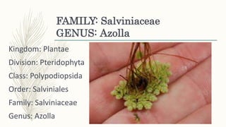 FAMILY: Salviniaceae
GENUS: Azolla
Kingdom: Plantae
Division: Pteridophyta
Class: Polypodiopsida
Order: Salviniales
Family: Salviniaceae
Genus: Azolla
 