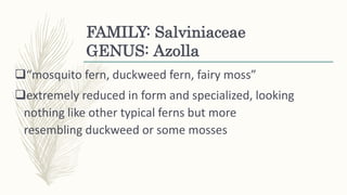 FAMILY: Salviniaceae
GENUS: Azolla
“mosquito fern, duckweed fern, fairy moss”
extremely reduced in form and specialized, looking
nothing like other typical ferns but more
resembling duckweed or some mosses
 