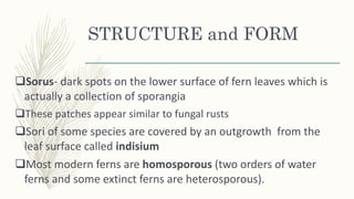 STRUCTURE and FORM
Sorus- dark spots on the lower surface of fern leaves which is
actually a collection of sporangia
These patches appear similar to fungal rusts
Sori of some species are covered by an outgrowth from the
leaf surface called indisium
Most modern ferns are homosporous (two orders of water
ferns and some extinct ferns are heterosporous).
 
