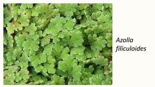 Azolla
filiculoides
 