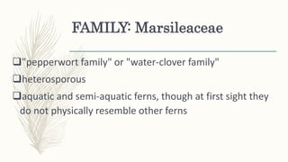 FAMILY: Marsileaceae
"pepperwort family" or "water-clover family"
heterosporous
aquatic and semi-aquatic ferns, though at first sight they
do not physically resemble other ferns
 