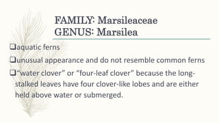 FAMILY: Marsileaceae
GENUS: Marsilea
aquatic ferns
unusual appearance and do not resemble common ferns
“water clover” or “four-leaf clover” because the long-
stalked leaves have four clover-like lobes and are either
held above water or submerged.
 