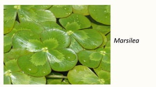 Marsilea
 