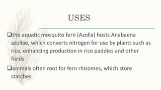 USES
the aquatic mosquito fern (Azolla) hosts Anabaena
azollae, which converts nitrogen for use by plants such as
rice, enhancing production in rice paddies and other
fields
animals often root for fern rhizomes, which store
starches
 
