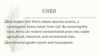 USES
the braken fern Pteris vittata absorbs arsenic, a
carcinogenic heavy metal, from soil. By removing this
toxin, ferns can restore contaminated areas into viable
agricultural, industrial, and recreational sites.
ornamental garden plants and houseplants
 