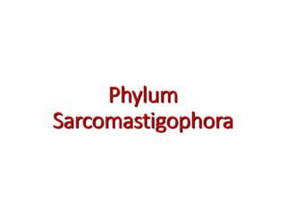 Phylum
Sarcomastigophora
 
