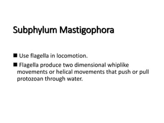 Phylum Sarcomastigophora