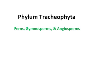 Phylum Tracheophyta
Ferns, Gymnosperms, & Angiosperms
 