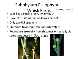 Subphylum Psilophyta –
Whisk Ferns• Look like a small, green, twiggy bush
• Have TRUE stems, but no leaves or roots
• Only two living genera
• Rhizomes to anchor (can’t absorb water)
• Reproduce asexually from rhizomes or sexually via
spores produced in Sporangia
**DO NOT COPY**
 