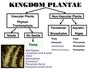KINGDOM PLANTAEKINGDOM PLANTAE
Vascular PlantsVascular Plants
PhylumPhylum
TracheophytaTracheophyta
Non-Vascular PlantsNon-Vascular Plants
Terrestrial:Terrestrial:
BryophytesBryophytes
Aquatic:Aquatic:
AlgaeAlgae
Phyla:
Bryophyta
Hepatophyta
Antherocerophyta
Phyla:
Chlorophyta
Rhodophyta
Phaeophyta
SeedsSeeds No SeedsNo Seeds
FernsFerns
Sub Phylum:
Lycophyta (club & spike
moss)
Sphenophyta
(equisitem)
Pterophyta (ferns)
Psilophyta (whisk ferns)
 