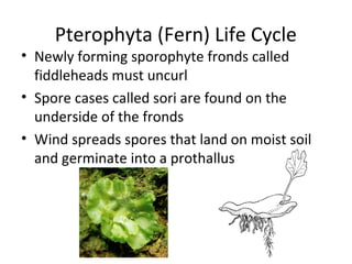 Pterophyta (Fern) Life Cycle
• Newly forming sporophyte fronds called
fiddleheads must uncurl
• Spore cases called sori are found on the
underside of the fronds
• Wind spreads spores that land on moist soil
and germinate into a prothallus
 