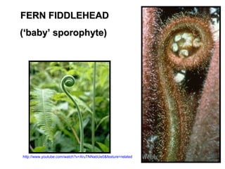 FERN FIDDLEHEADFERN FIDDLEHEAD
((‘baby’ sporophyte)‘baby’ sporophyte)
http://www.youtube.com/watch?v=XruTNNabUe0&feature=related
 