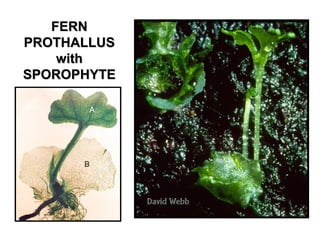 FERNFERN
PROTHALLUSPROTHALLUS
withwith
SPOROPHYTESPOROPHYTE
 