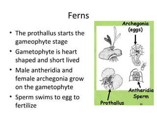 Ferns
• The prothallus starts the
gameophyte stage
• Gametophyte is heart
shaped and short lived
• Male antheridia and
female archegonia grow
on the gametophyte
• Sperm swims to egg to
fertilize
 