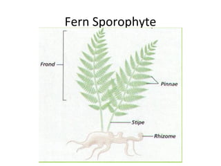 Fern Sporophyte
 