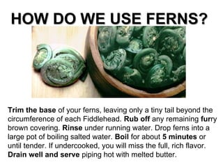HOW DO WE USE FERNS?HOW DO WE USE FERNS?
Trim the base of your ferns, leaving only a tiny tail beyond the
circumference of each Fiddlehead. Rub off any remaining furry
brown covering. Rinse under running water. Drop ferns into a
large pot of boiling salted water. Boil for about 5 minutes or
until tender. If undercooked, you will miss the full, rich flavor.
Drain well and serve piping hot with melted butter.
 