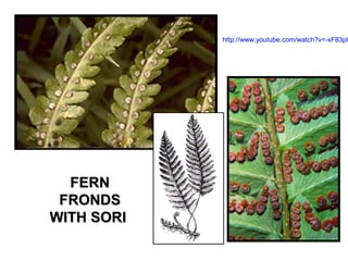 FERNFERN
FRONDSFRONDS
WITH SORIWITH SORI
http://www.youtube.com/watch?v=-xF83pH
 