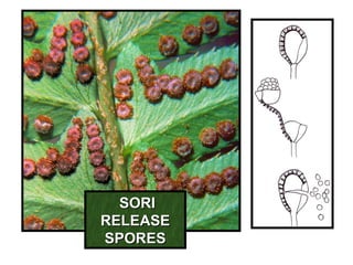 SORISORI
RELEASERELEASE
SPORESSPORES
 