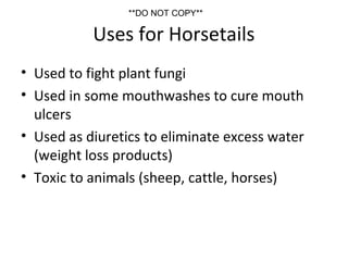 Uses for Horsetails
• Used to fight plant fungi
• Used in some mouthwashes to cure mouth
ulcers
• Used as diuretics to eliminate excess water
(weight loss products)
• Toxic to animals (sheep, cattle, horses)
**DO NOT COPY**
 