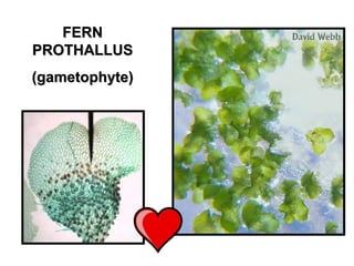 FERNFERN
PROTHALLUSPROTHALLUS
(gametophyte)(gametophyte)
 