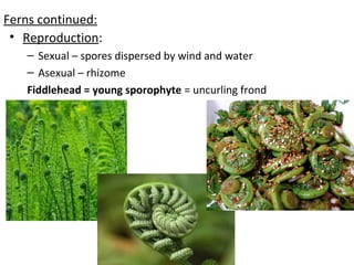 Ferns continued:
• Reproduction:
– Sexual – spores dispersed by wind and water
– Asexual – rhizome
Fiddlehead = young sporophyte = uncurling frond
 