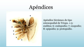 Apéndices
Apéndice birrámeo de tipo
estenopodial de Triops. 1-5:
enditos; 6: endopodio; 7: exopodio;
8: epipodio; 9: protopodio.
 